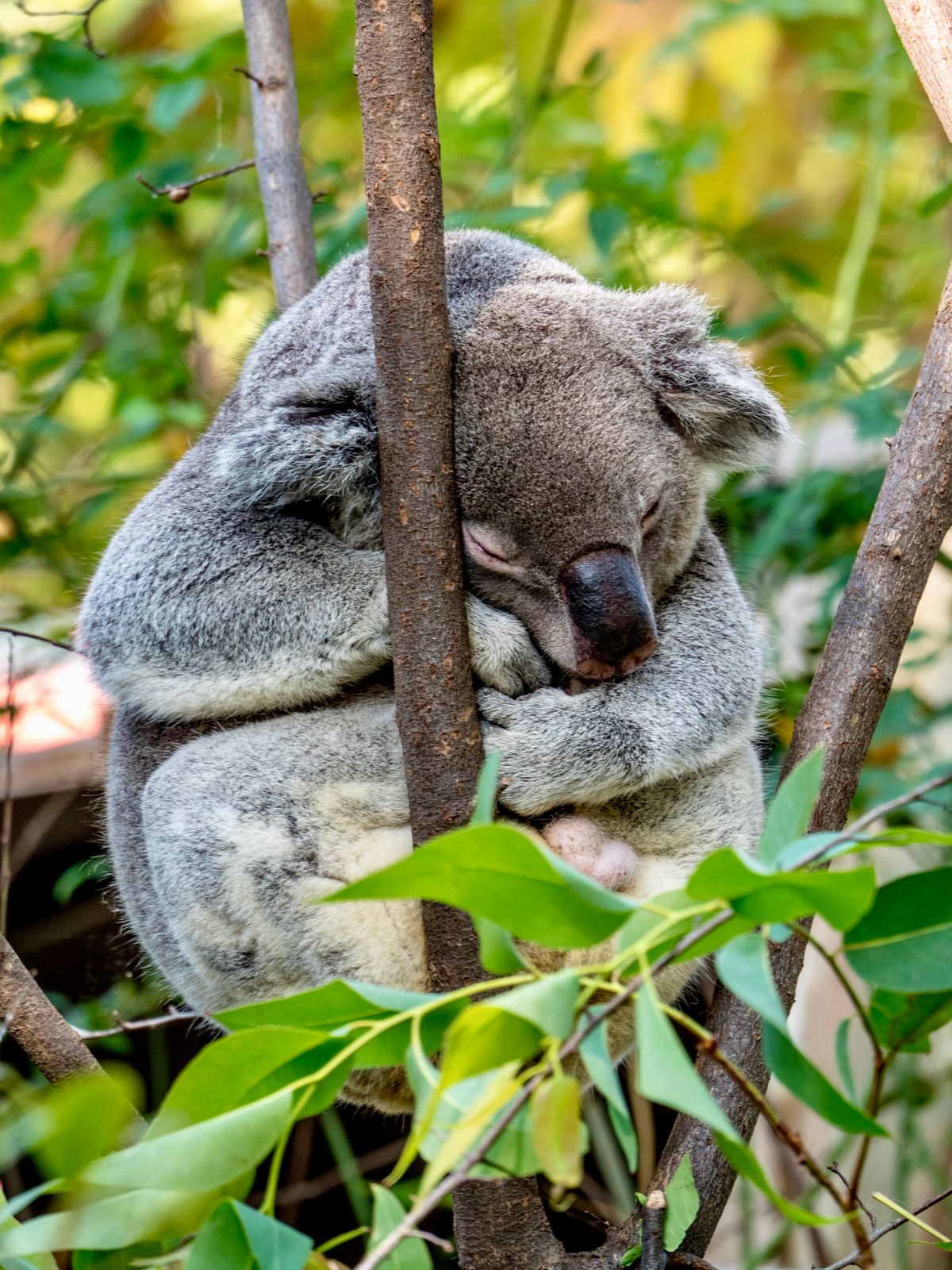 枝を抱きしめてぐっすり眠るコアラ